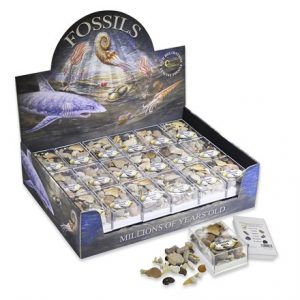 BFS - FOSSIL BOX PACK