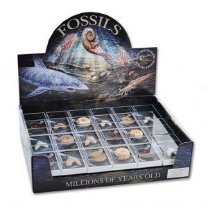BFS - GIFT BOX FOSSIL PACK