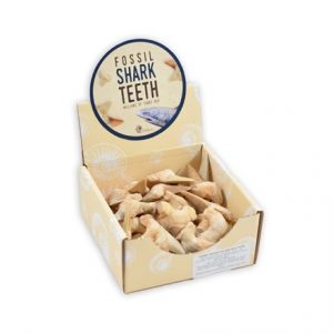 BFS - FOSSIL SHARKS TEETH - MILLIONS OF YEARS OLD